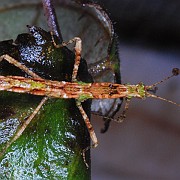 Phenacephorus cornucervi